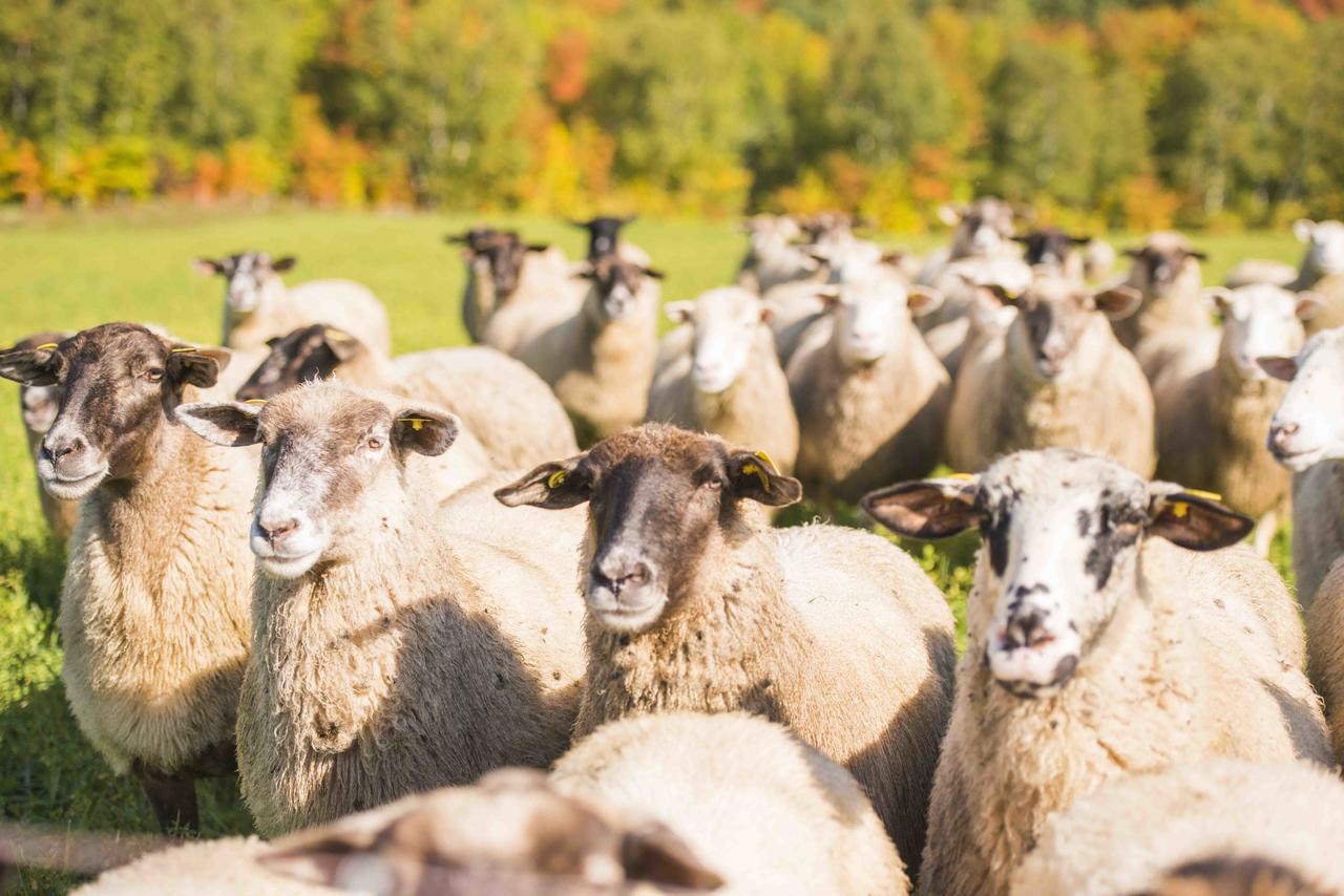 La Vieille Ferme, Ecogite Saint-Fulgence Kültér fotó