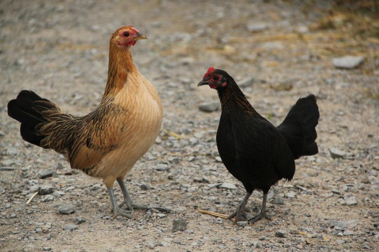 La Vieille Ferme, Ecogite Saint-Fulgence Kültér fotó